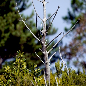 Arbuste mort au milieu de plantes basses - France  - collection de photos clin d'oeil, catégorie plantes